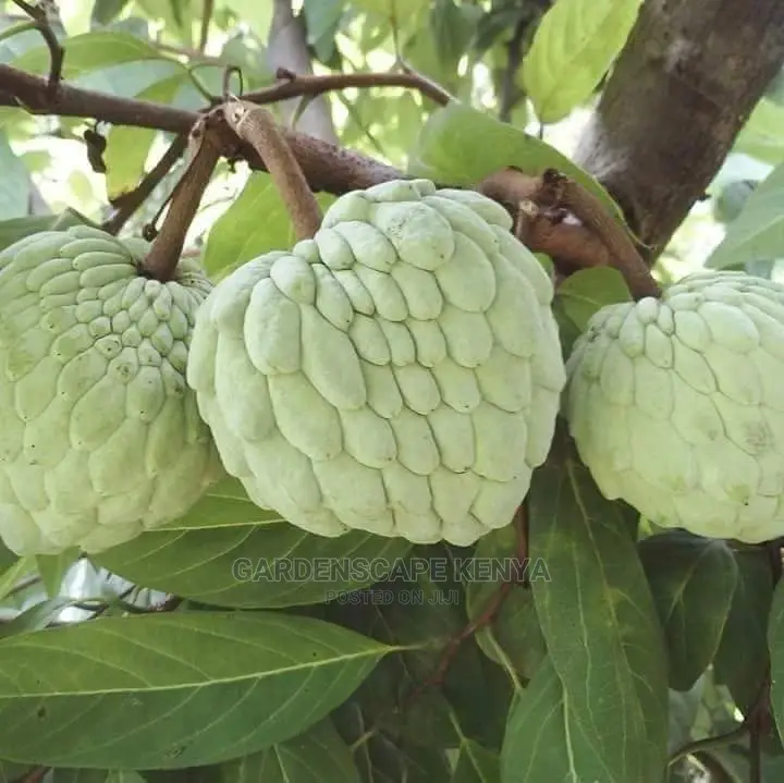 Custard Apple Seedlings