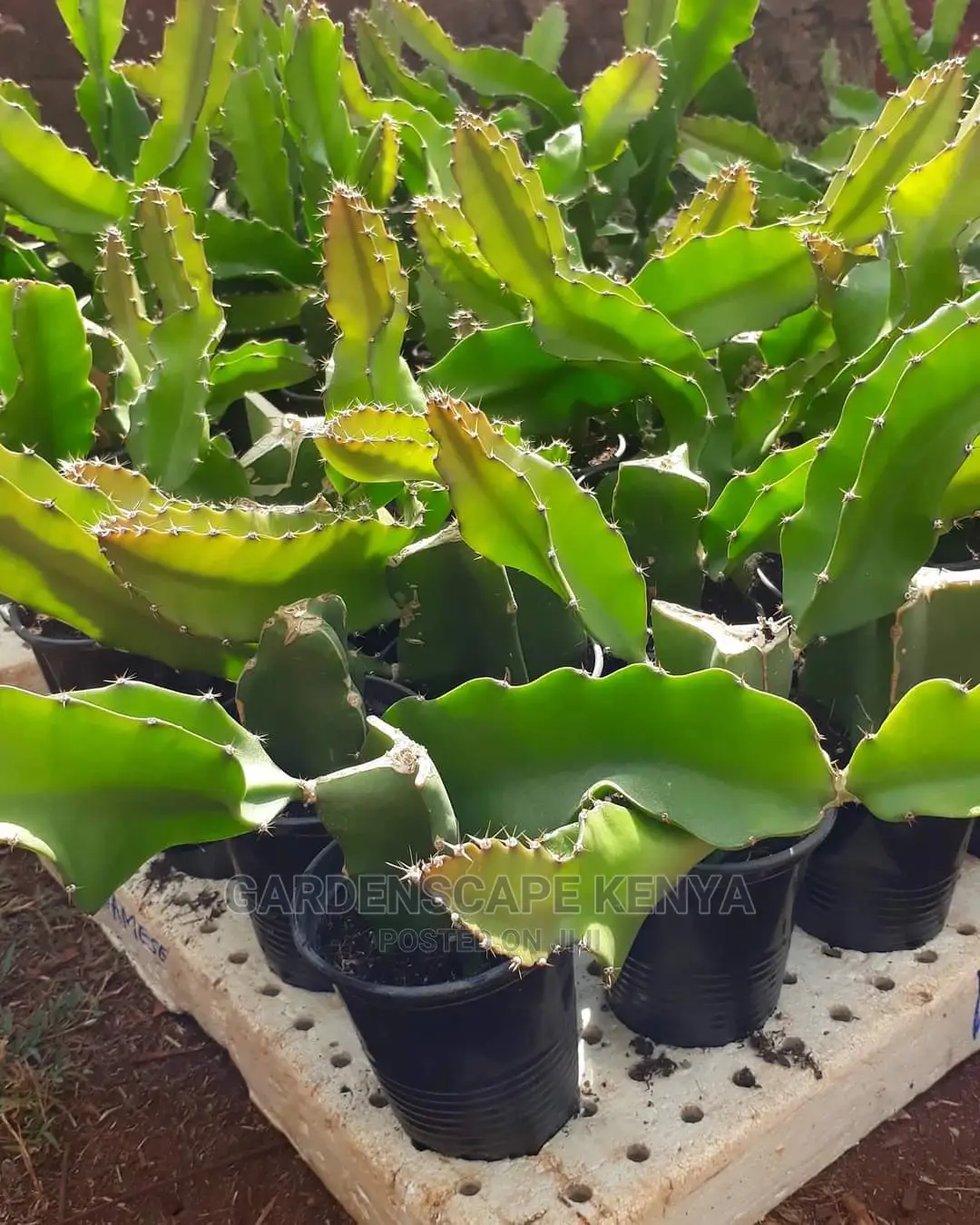 Dragon Fruit Seedlings.