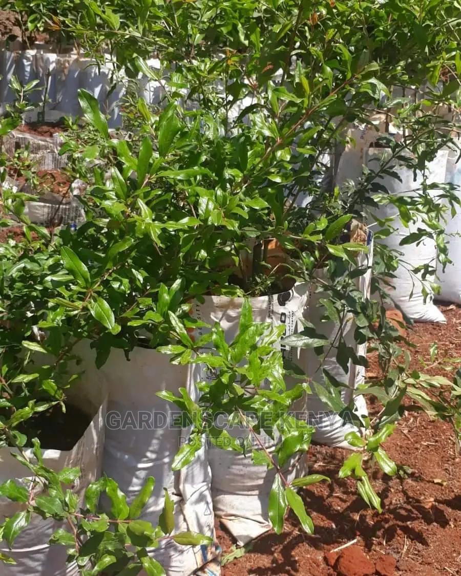 Pomegranate Seedlings