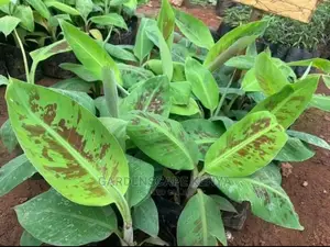 Tissue Culture Banana Seedlings.