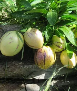 Pepino Melon Seedlings