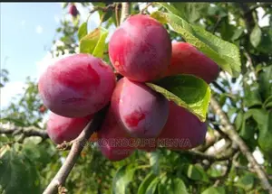 Plum Seedlings