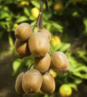 Kiwi Fruit Seedlings.