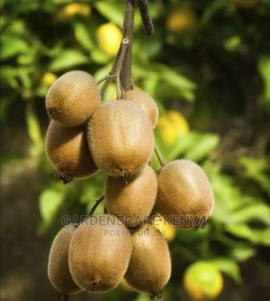 Kiwi Fruit Seedlings.