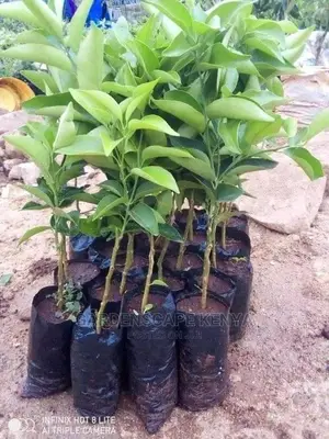 Tangerine Fruit Seedlings