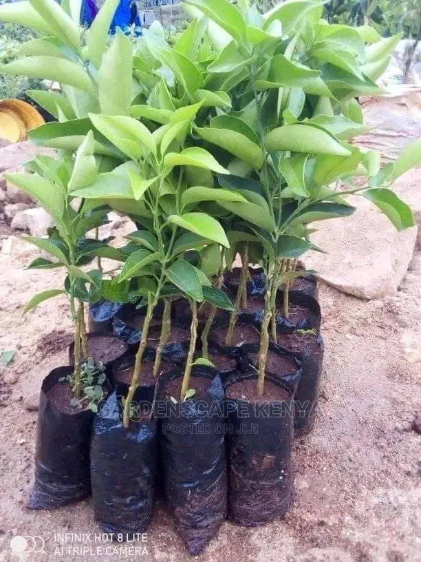 Tangerine Fruit Seedlings
