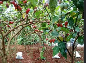 Grafted Tree Tomatoe Seedlings
