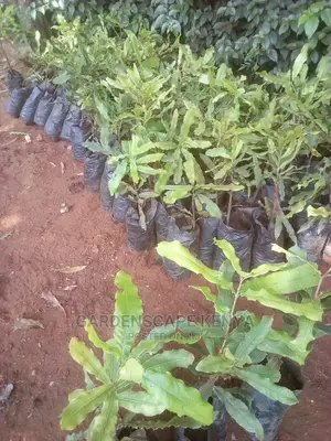 Macadamia Seedlings