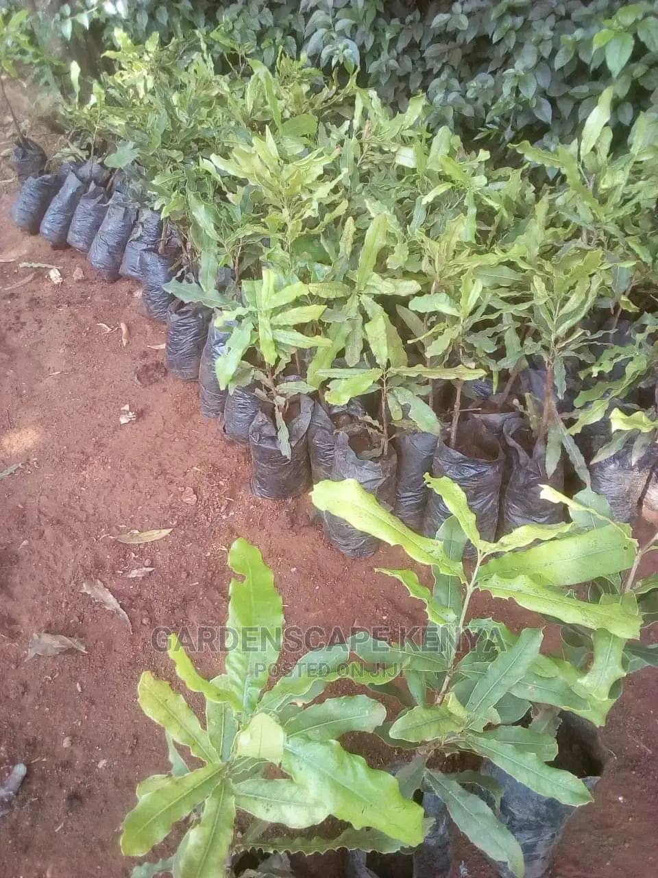 Macadamia Seedlings