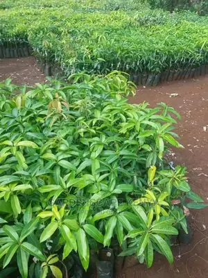 Grafted Mango Seedlings