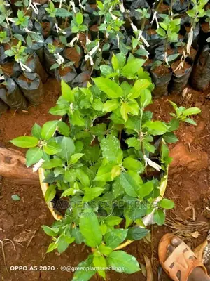 Grafted Pink Lady Apple Seedlings.