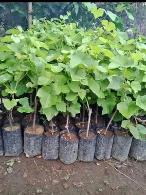 Grapes Seedlings