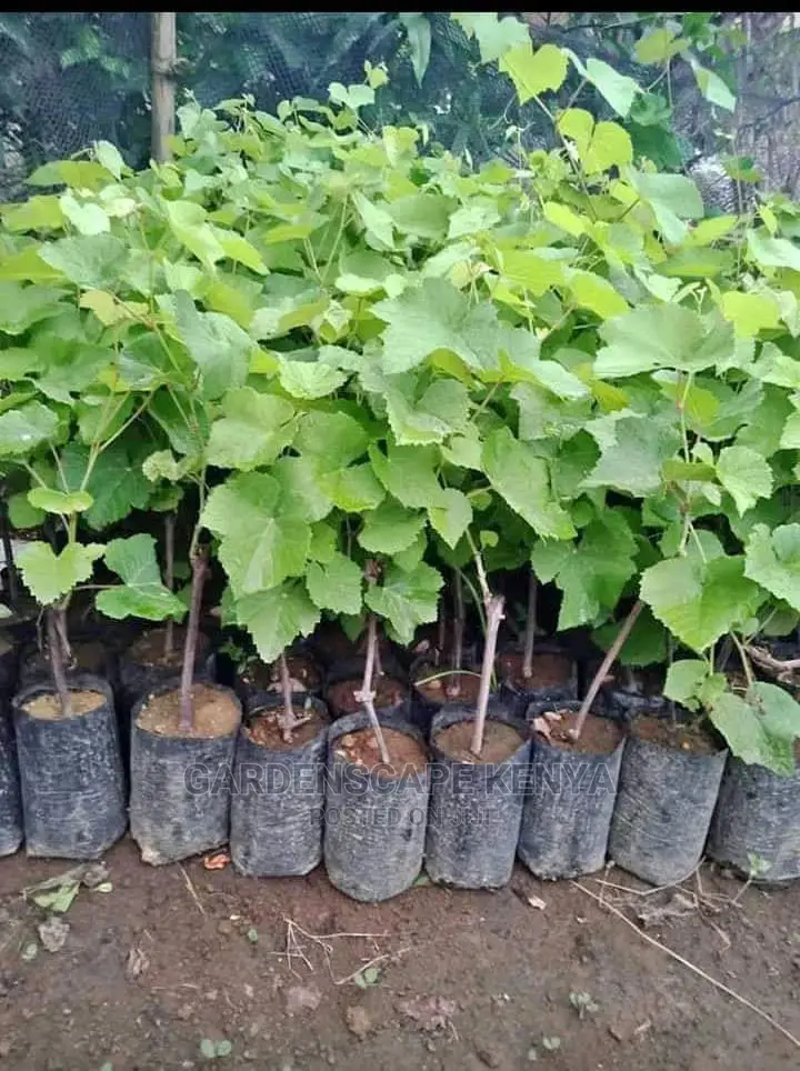 Grapes Seedlings