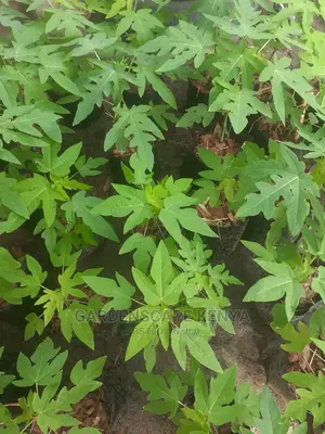 Dwarf Pawpaw Seedlings