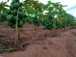 Dwarf Pawpaw Seedlings