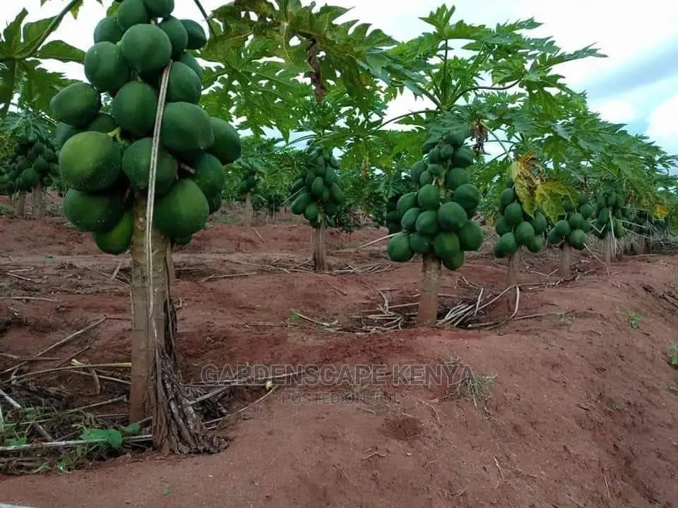 Dwarf Pawpaw Seedlings