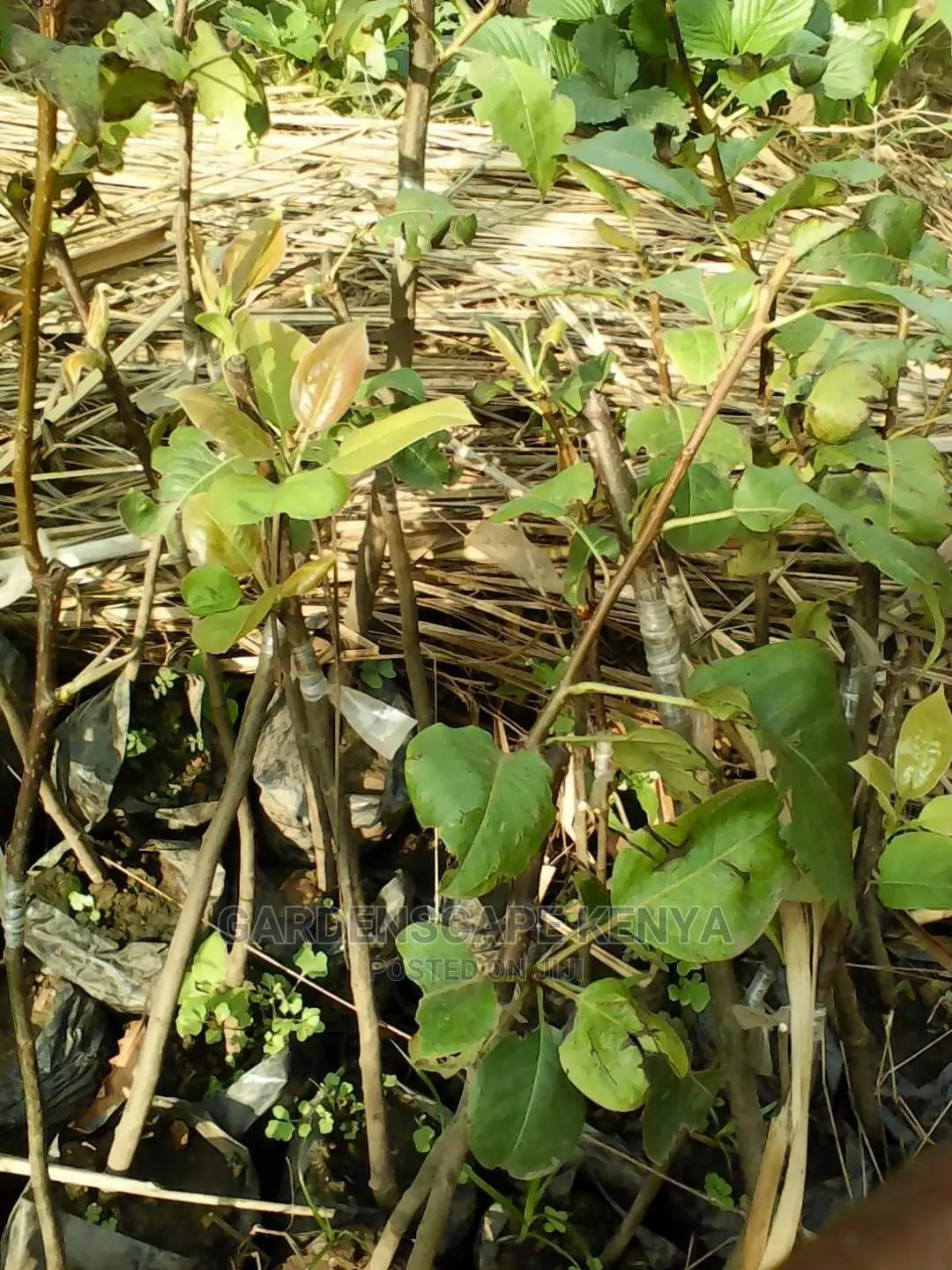 Pear Fruit Seedlings.