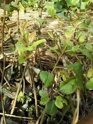 Pear Fruit Seedlings.