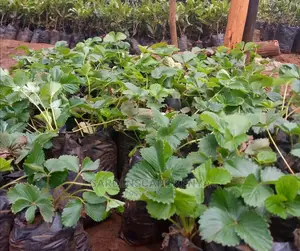 Strawberry Seedlings.