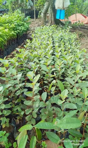 Guava Seedlings.