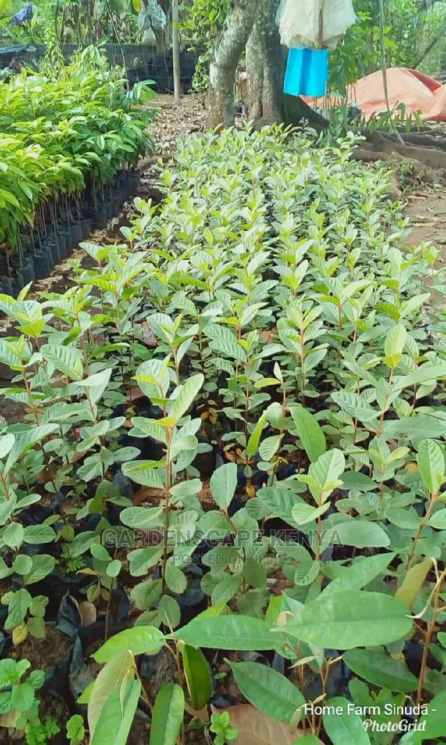Guava Seedlings.