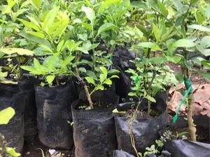 Grafted Lemon Seedlings