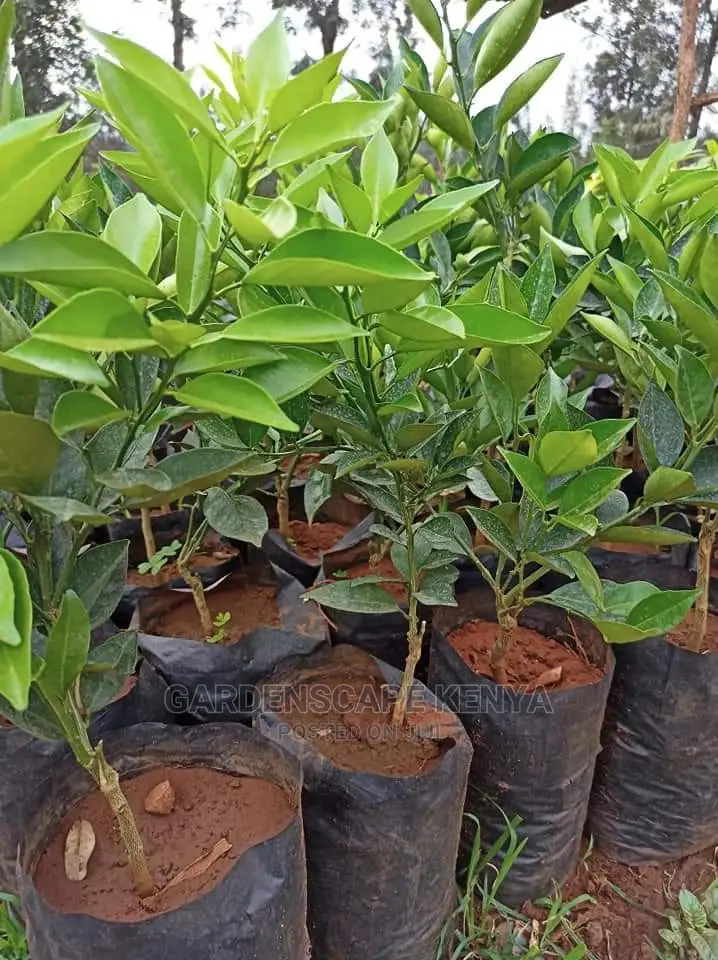Grafted Lime Seedlings