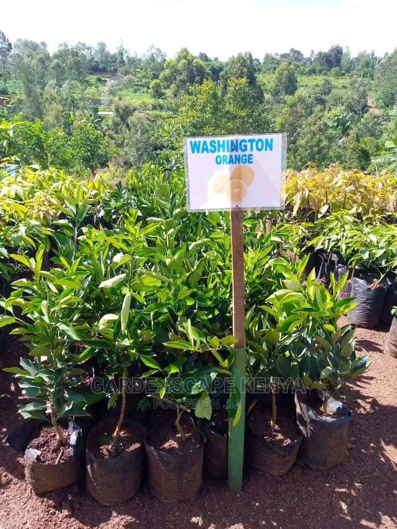 Washington Orange Seedlings