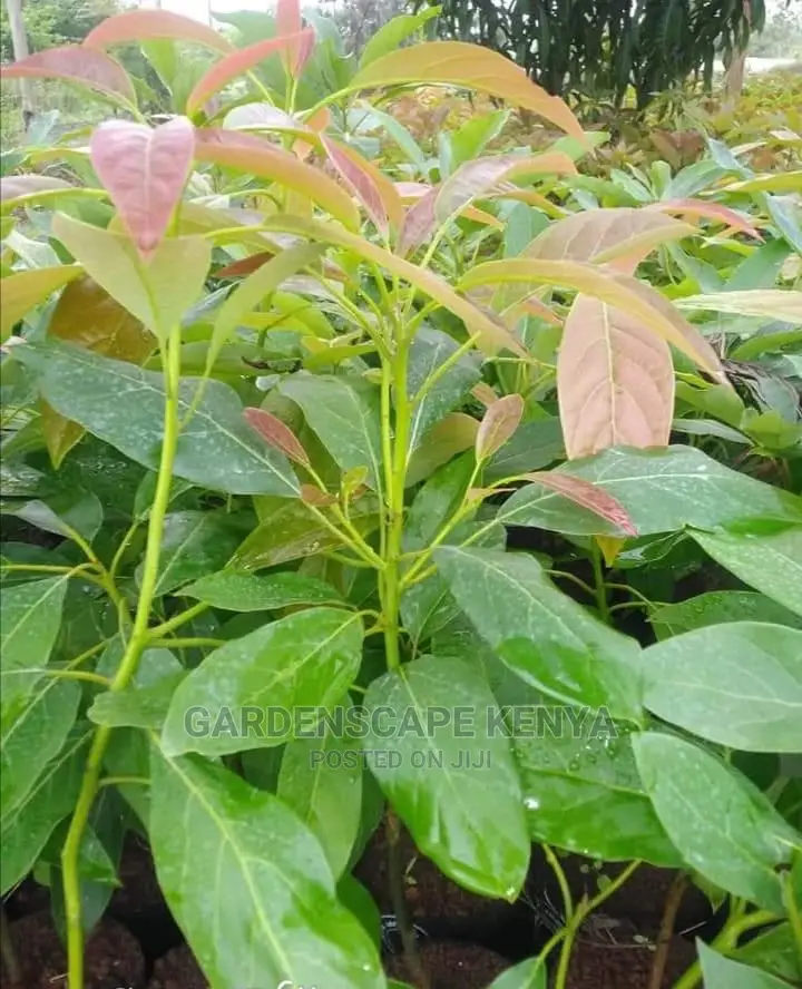 Grafted Fuerte Avocado Seedlings
