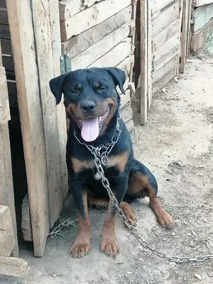 1+ Year Male Purebred Rottweiler