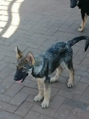 1-3 Month Female Purebred German Shepherd