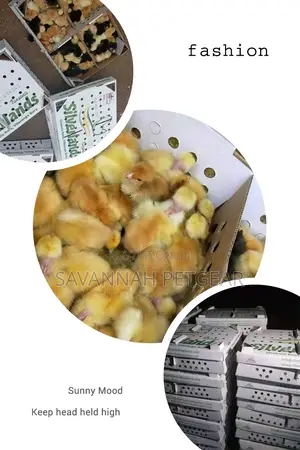 Original F1 Sasso Day Old Chicks From Silverlands Tanzania