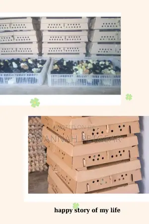 Original F1 Day Old Kuroiler Chicks for Sale