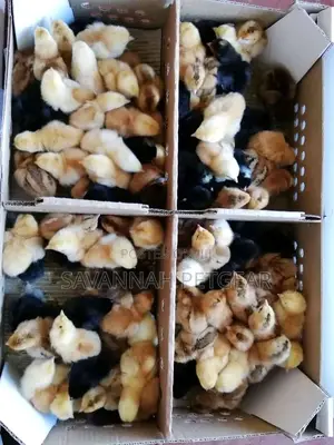 Original F1 Day Old Rainbow Chicks Rainbow Rooster