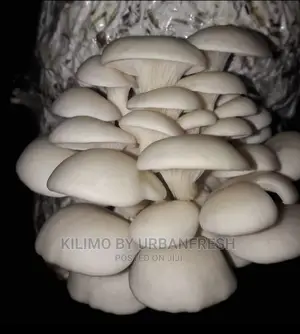 Oyster Mushroom Ready to Grow Buckets.