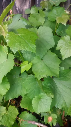 Grapes Seedlings