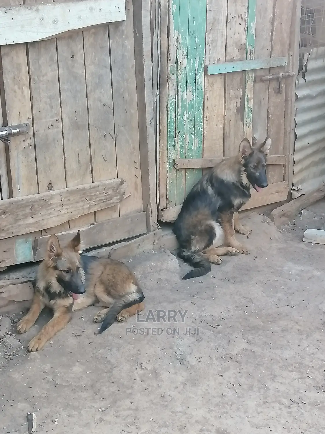 3-6 Month Female Purebred German Shepherd
