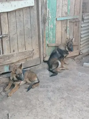 3-6 Month Female Purebred German Shepherd