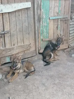 3-6 Month Female Purebred German Shepherd