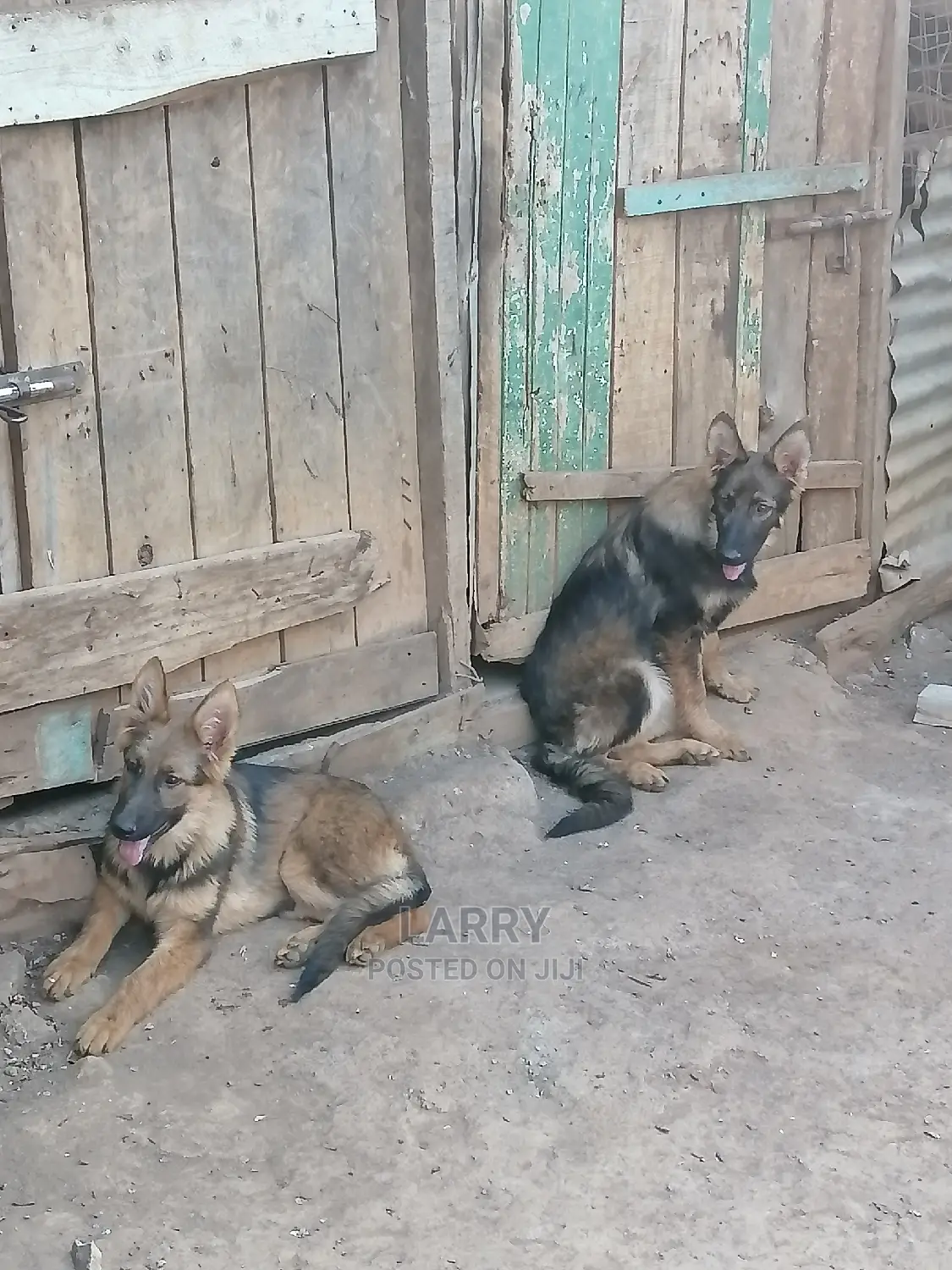 3-6 Month Female Purebred German Shepherd