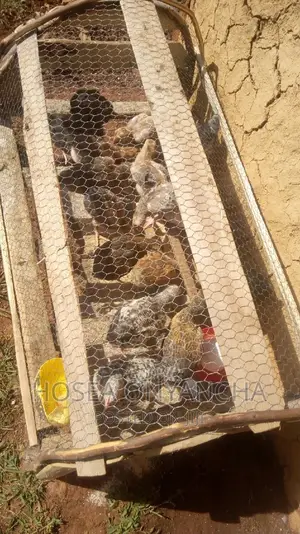 Pure Kienyeji Chicks for Sell.