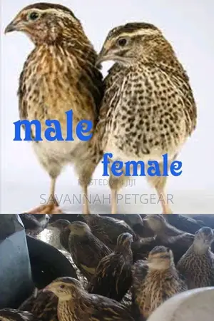 Mature Quail Birds for Meat or Breeding - A Pair