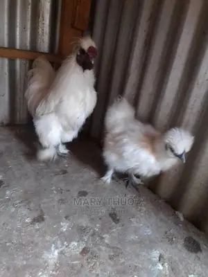 Silky Eggs