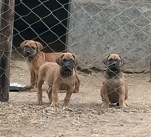 1-3 Month Female Purebred Boerboel
