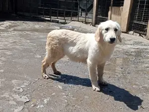 3-6 Month Female Purebred Golden Retriever