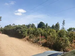 Nyeri/Marua Kahiga Plots