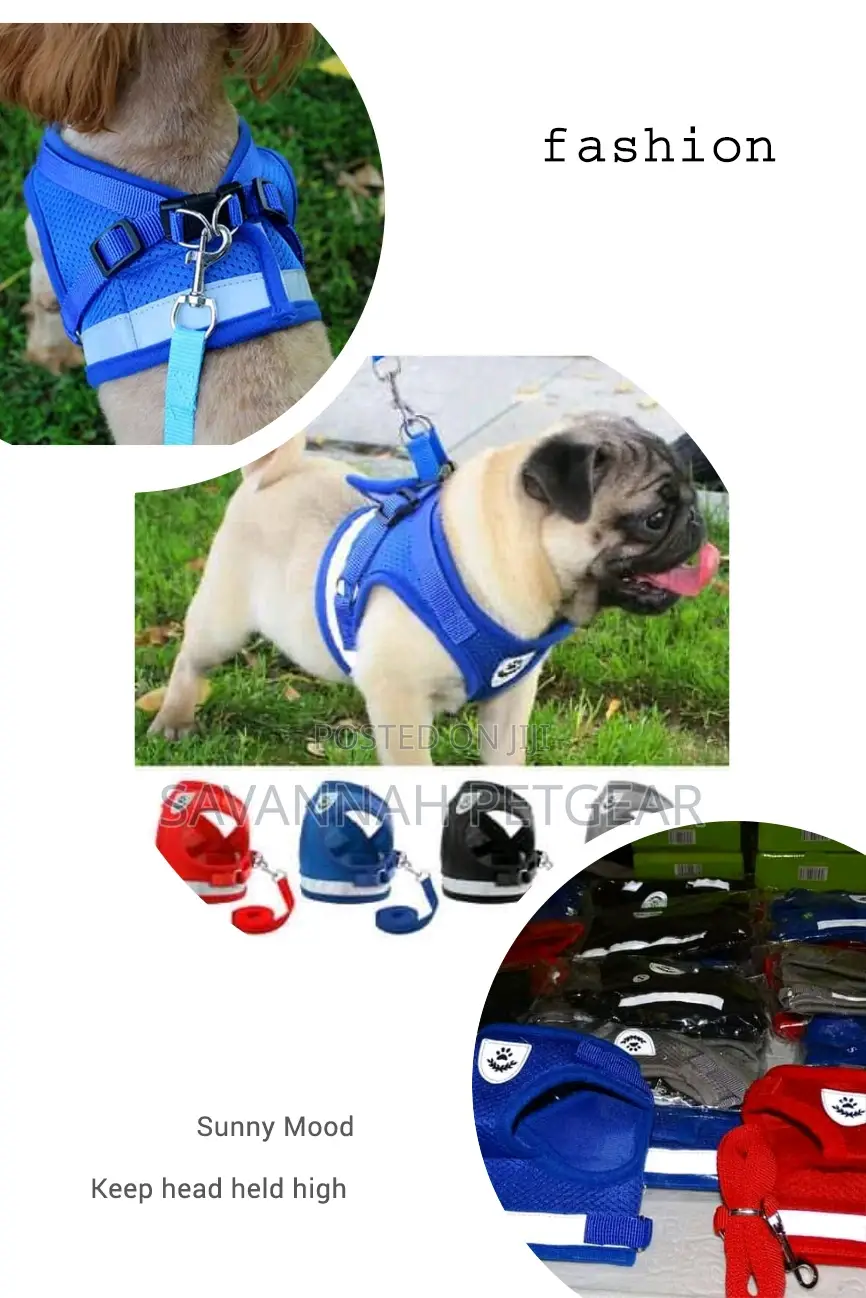 Padded Dog Harness and Leash - Small Size