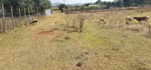 1⁄8 Plot for Sale in Chepkanga Iten Road in Eldoret