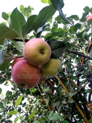 Apple Seedlings