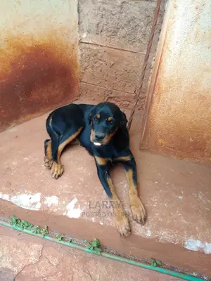 1-3 Month Female Purebred Rottweiler